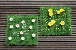 Gr�sm�tte hvid blomst